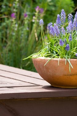 A potted plant with tall purple flowers sitting on a wooden deck