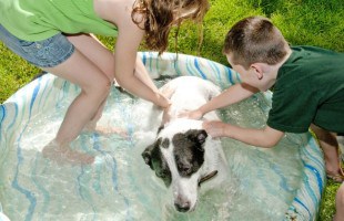 Two kids washing a dog in a hard plastic kiddie pool